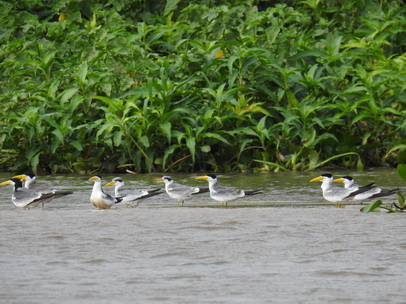 Skimmer + Tern 