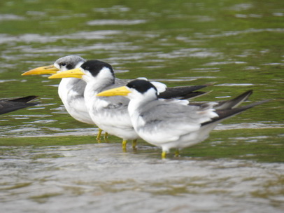 Skimmer + Tern 