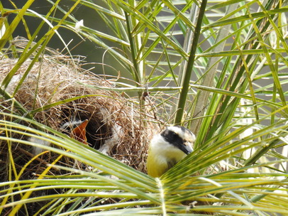 Flycatcher Flycatcher  Flycatchernest   