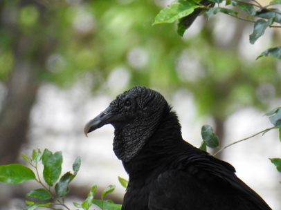   Geier  Black Vulture  Urubu Preto Geier  Black Vulture  Urubu Preto  Tre Full 