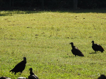 Geier  Black Vulture  Urubu Preto 