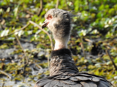 Southern-Screamer Chicks