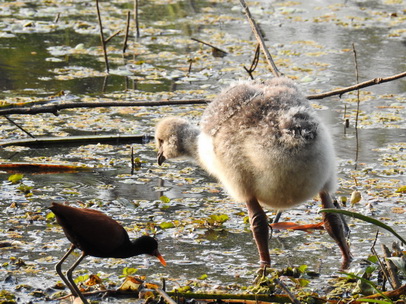 Southern-Screamer Chicks