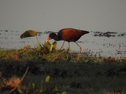   Jacana Jacana 