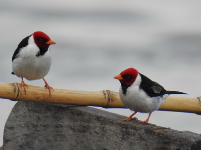 Red Crested Cardinal 