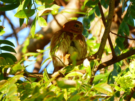   Pygmy OwlPygmy Owl