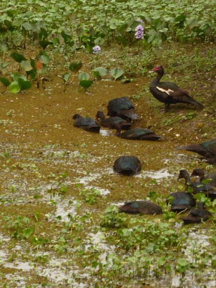 Muscovy duck