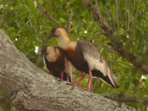 Ibis