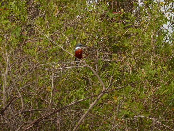 Green and Rufous Kingfisher