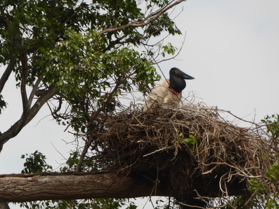 Jabiru Tuiuiui Storch wie Marabu in Africa 