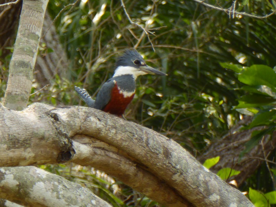 kingfisher Green and Rufous Kingfisher