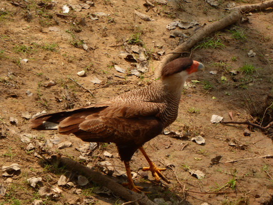 Cara Cara CaraCara Schopfkarakara karakara