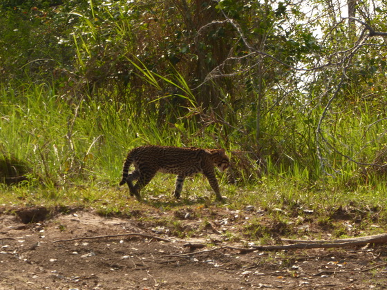 RedRiver Ozelot Ocelot jaguatirica