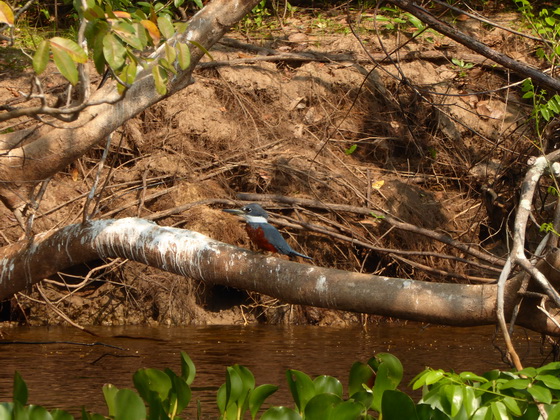 kingfisher kingfisher Green and Rufous Kingfisher