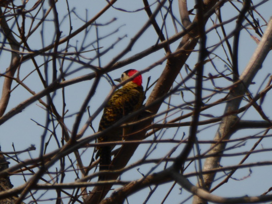 Pica Pau Woodpecker Specht 