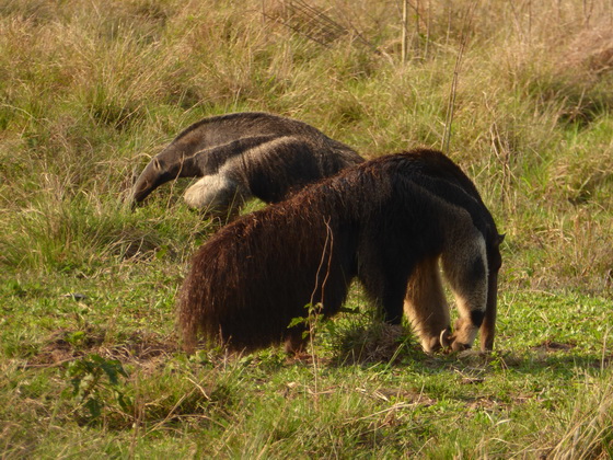 Tamandua Bandeira Großer AmeisenbärTamandua Bandeira Großer Ameisenbär