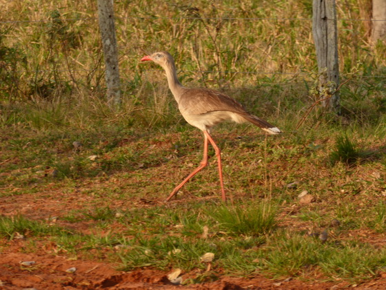   POUSADA Xaraes  red-legged-seriema wie secretary bird africa POUSADA Xaraes  red-legged-seriema wie secretary bird africa 