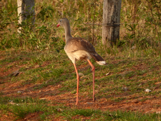   POUSADA Xaraes  red-legged-seriema wie secretary bird africa POUSADA Xaraes  red-legged-seriema wie secretary bird africa 