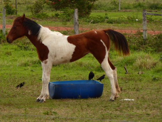 Aguape Fazenda Pantanal 1