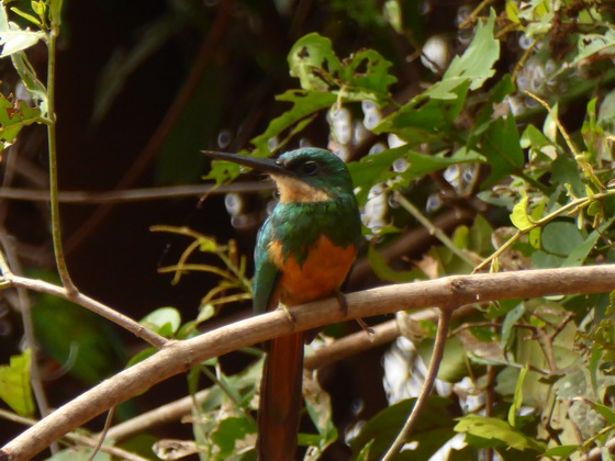 Jacamar 