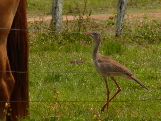 red-legged-seriema wie secretary bird africa 