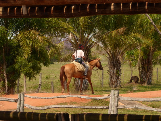 Pantanal Gaucho 