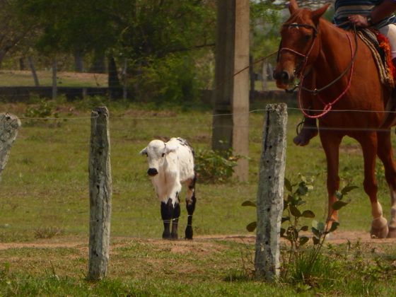 Pantanal Gaucho 