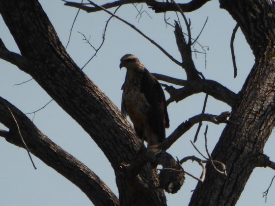 Savannah Hawk Greifvogel