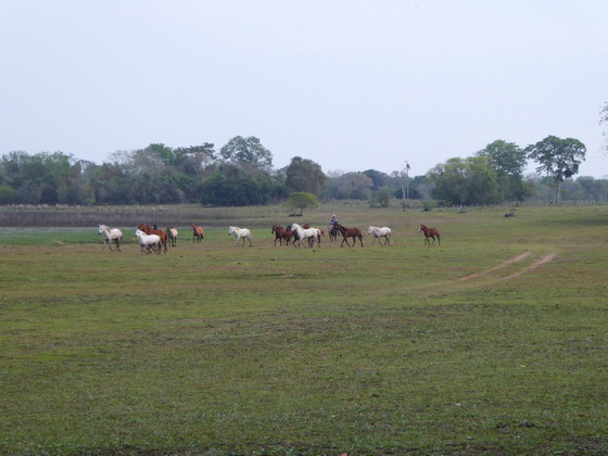 orses of Barra Mansa Lodge