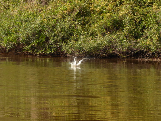 kingfisher Amazon Kingfisherkingfisher Amazon Kingfisher