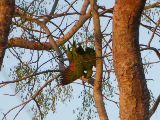 Yellow-faced-parrot