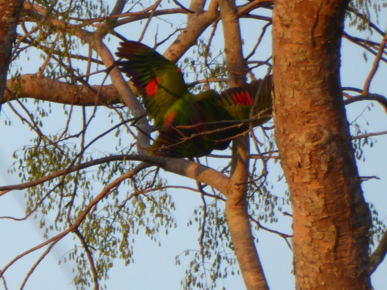 Yellow-faced-parrot