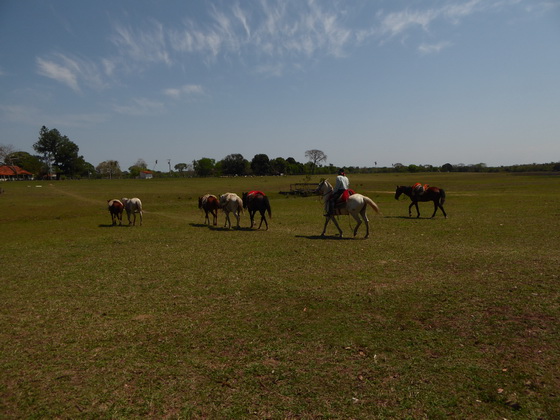 Barra Mansa Lodge Horses 