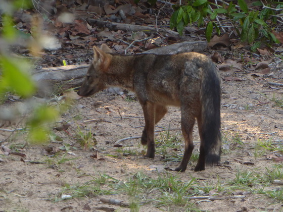   Fox Pantanal Fox Pantanal 