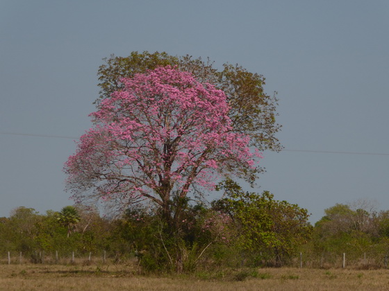 Pantanal back to aquidauana