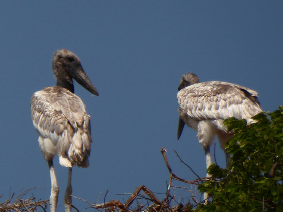 Jabiru Tuiuiu Storch