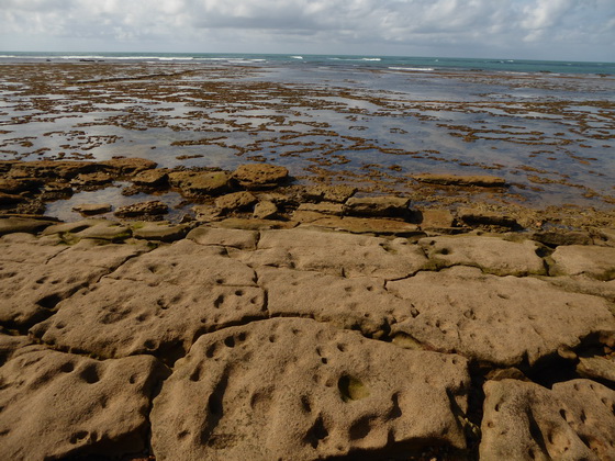 tivoli eco resort bahia de salvador brazil Praia Do Forte low tide