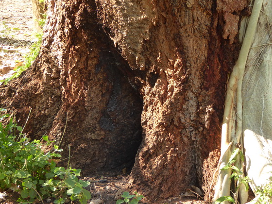 wilder Bienstock im Baum