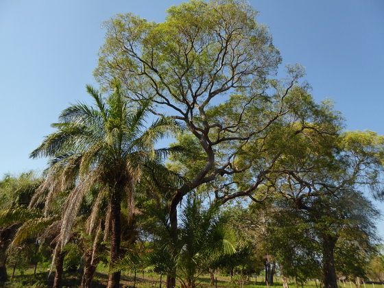 wilder Bienstock im Baum