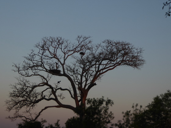   POUSADA Xaraes Jabiru Tuiuiui Storch wie Marabu in Africa POUSADA Xaraes Jabiru Tuiuiui Storch wie Marabu in Africa 