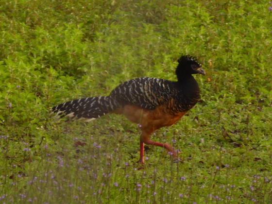 Bare-faced-Curassow