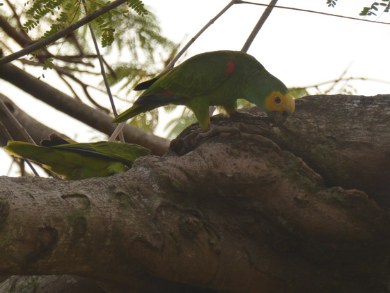 Yellow-faced-parrot