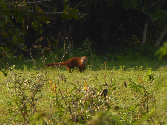 Nasenbär Coati raccoon