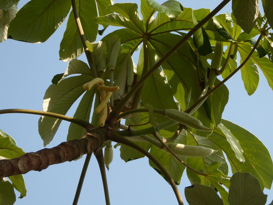 POUSADA Xaraes pantanal-sundowner