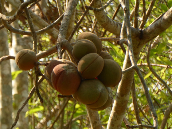 POUSADA Xaraes pantanal-sundowner