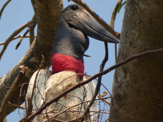   POUSADA Xaraes Jabiru Tuiuiui Storch wie Marabu in Africa POUSADA Xaraes Jabiru Tuiuiui