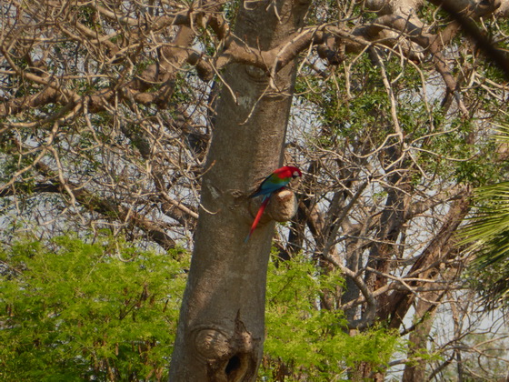   Macaw  Red-and-green-Macaw  Macaw  Red-and-green-Macaw  