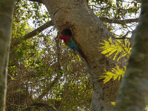   Macaw  Red-and-green-Macaw  Macaw  Red-and-green-Macaw  