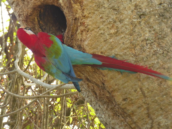   Macaw  Red-and-green-Macaw  Macaw  Red-and-green-Macaw  