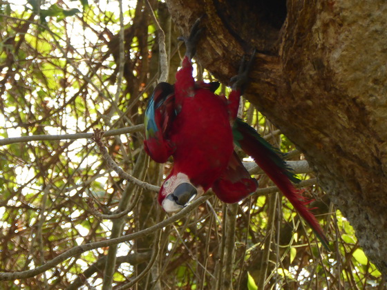   Macaw  Red-and-green-Macaw  Macaw  Red-and-green-Macaw  